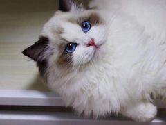 -帕帕拉兹宠物(亚洲旗舰店)