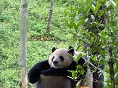 -中国大熊猫保护研究中心雅安碧峰峡基地