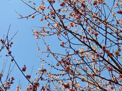-中山市树木园