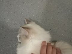 -飞行喵MR PILOT|猫舍·猫咖(静安大融城店)
