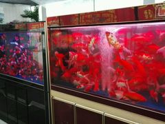 -龙大花卉苗木市场