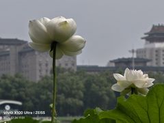 -莲花池公园