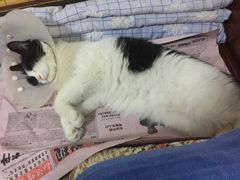 -北京观赏动物医院·24小时大型综合·猫专科·异宠专科