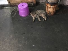 -半月镰胡姐脆皮萝卜饺子