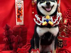 -宠小格时尚宠物生活馆(唐镇店)