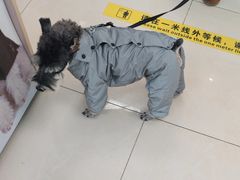 -北京观赏动物医院·24小时大型综合·猫专科·异宠专科