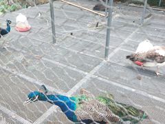 -福建鲤鱼洲酒店