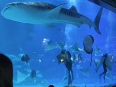 -烟台海昌鲸鲨海洋公园