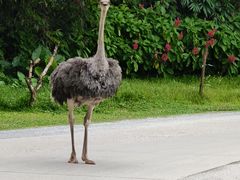 -广州长隆野生动物世界