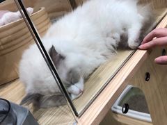 -屋虎猫馆(宝安大仟里店)