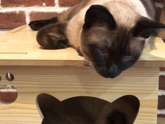 -猫友咖啡店(玉林西路店)