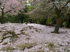 -奈良公园
