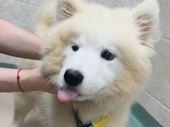 -动物缘宠物医院·骨科·猫科(西二环店)