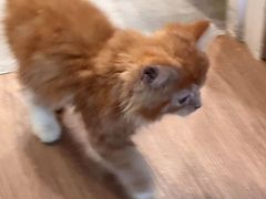 -楼上猫咖(罗湖店)