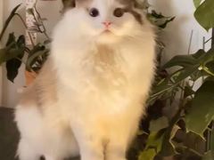 -纳吉亚猫专科动物诊疗中心(蒋宅口分院)