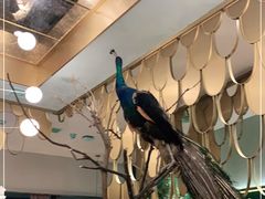 店内布置-雀蓝川菜(奥体广场店)