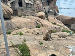 -西霞口神雕山野生动物世界