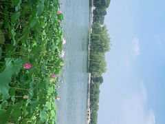 -后海公园