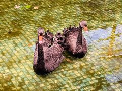 -呀路古热带植物园