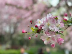 -海棠花溪(元大都城垣遗址公园)
