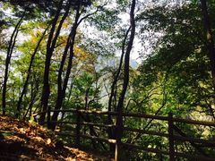 -王顺山国家森林公园