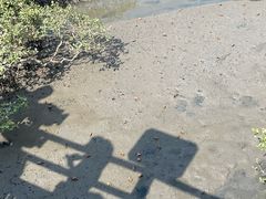 -北海金海湾红树林生态旅游区