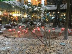 景观位-白虎自助餐厅·真老虎·景观自助餐厅(广州长隆酒店)