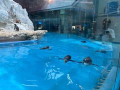 -帝企鹅自助餐厅•儿童岛•真企鹅(长隆企鹅酒店)