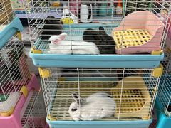 -沈阳北市场花鱼古玩城