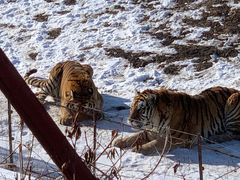 -沈阳森林动物园