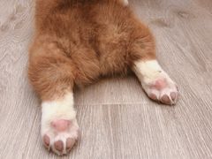 -浣熊柯尔鸭土拨鼠·电玩咖