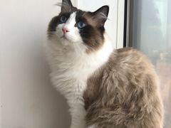 -Catmate·猫肥家润(金润铂宫店)