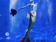 -海合安武汉极地海洋公园