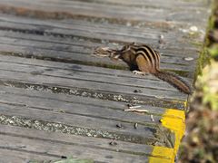 -五营红松林海景区