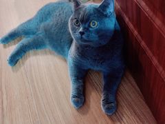 -A猫a狗全科·犬猫异宠·芥西宠物医院(南开总院)