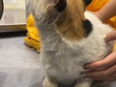 -宠物星动物医院·眼科·异宠·猫科(江南大道总院)