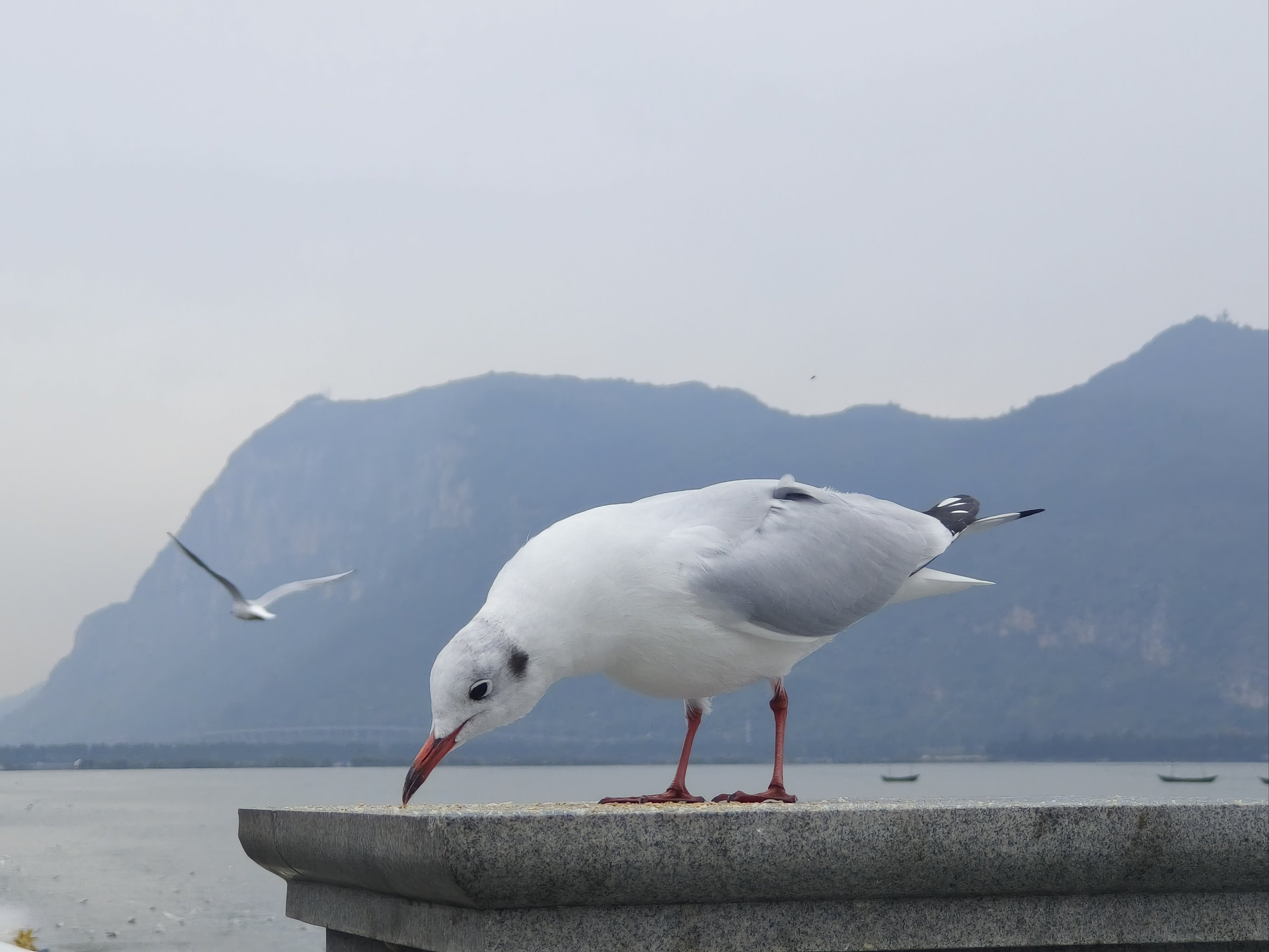 海埂大坝海鸥图片