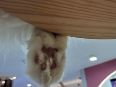 -喵园·猫主题咖啡厅·撸猫·猫咖(国贸店)