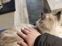 -浣熊柯尔鸭土拨鼠·电玩咖