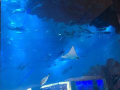 -迪拜水族馆及水下动物园