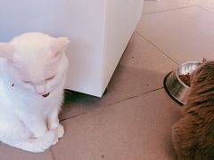 -有猫主题·治愈系猫咖(曾厝垵店)