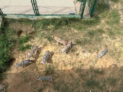 -鄂尔多斯野生动物园