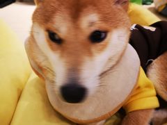 -逗柴咖啡屋·狗咖猫咖宠物桌游