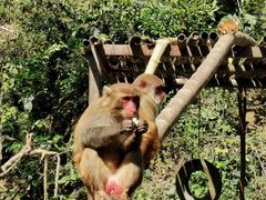 -西双版纳原始森林公园