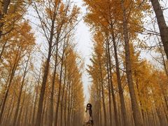 -汉景帝阳陵博物院
