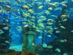 -海合安武汉极地海洋公园