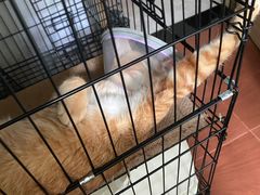 -宠物星动物医院·眼科·异宠·猫科(江南大道总院)