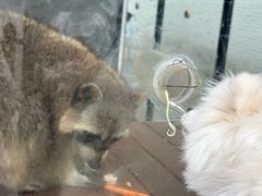 -J Create城市露营咖啡·简餐·宠物(上海动物园店)