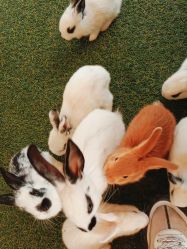 -萌宠亲子动物乐园(槐房万达店)