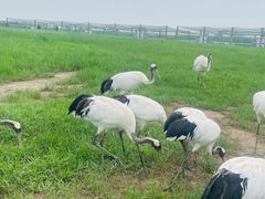 -盐城丹顶鹤湿地生态旅游区